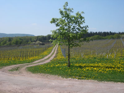 Ohio Eiswein Vineyard