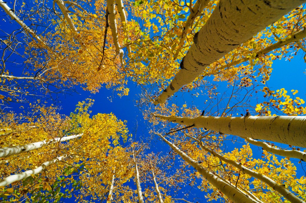 Photo: Chris Willis (http://www.fotopedia.com/items/flickr-2922837198)