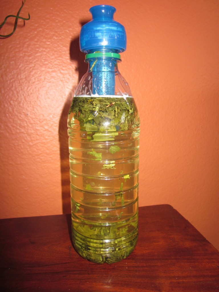 Sencha cold brewed with the Steep and Go