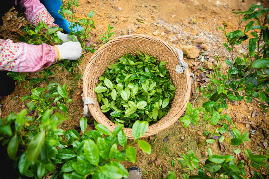 Oolong Tea